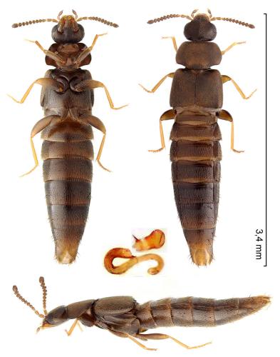 Placusa complanata